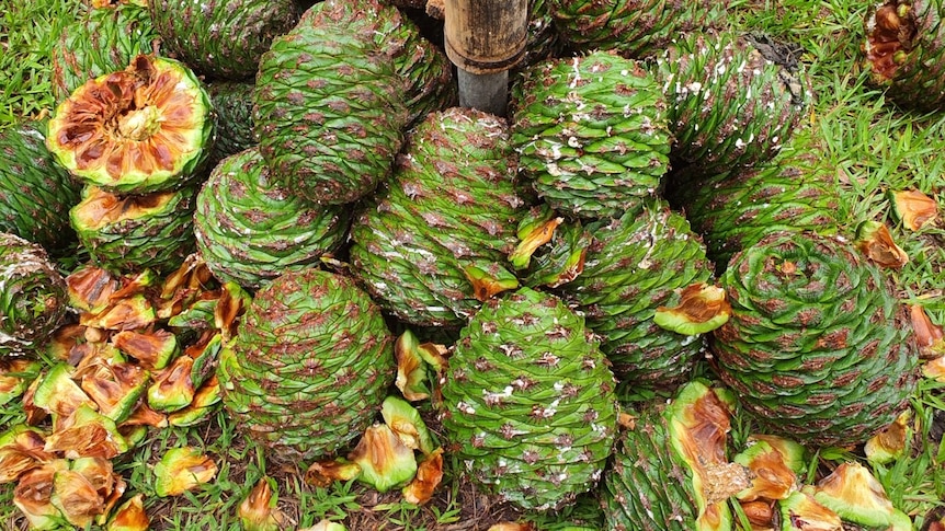 A number of green cones on the ground, some are broken, showing the encased nuts inside.