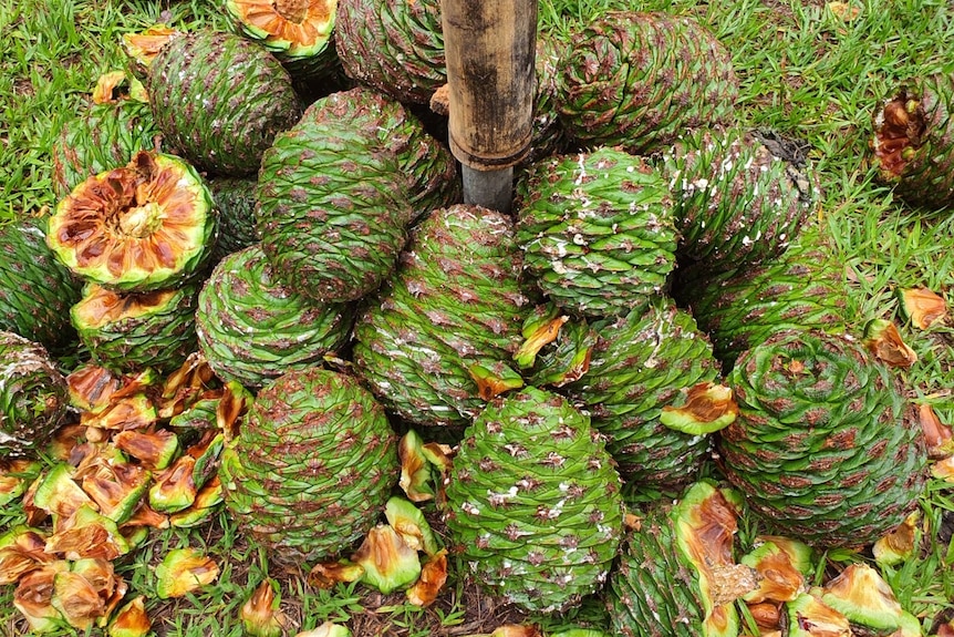 A number of green cones on the ground, some are broken, showing the encased nuts inside.