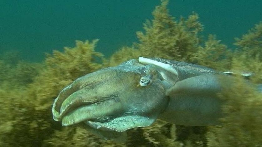 Endangered giant cuttlefish might benefit from BHP deferral of expansion plans, say some.