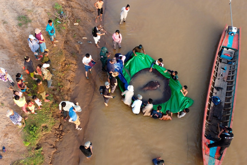 and overhead shot shows a ring of people in a muddy river surrounding a creature in the middle of a plastic sheet