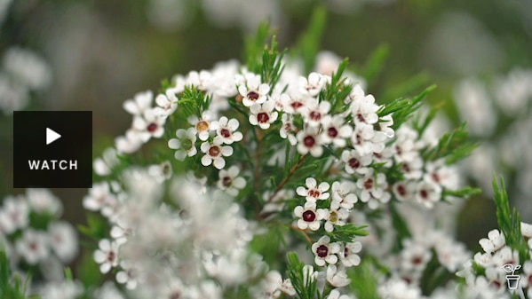 Small white flowers growing on a bush in a garden. Has Video.