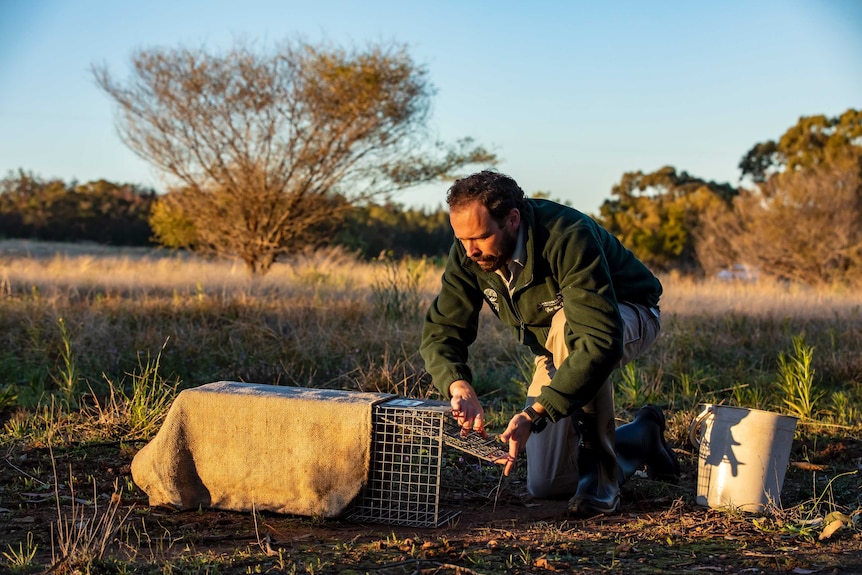 Settling a bilby trap in a sanctuary