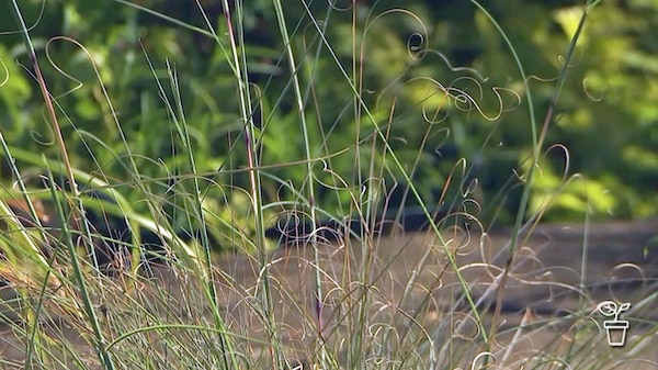 Tall grass-like plant with curly tips