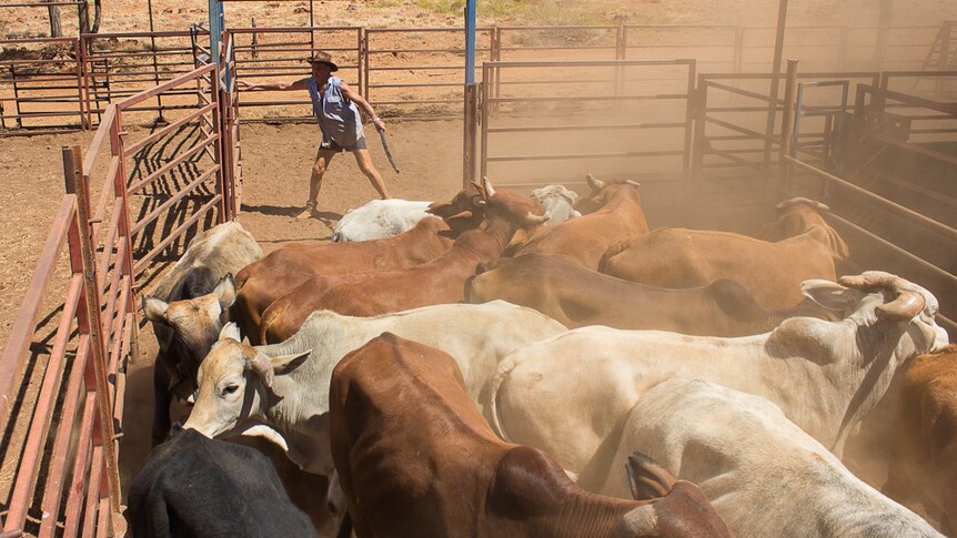 A man closing a steel gate on a mob of cattle in the yards.