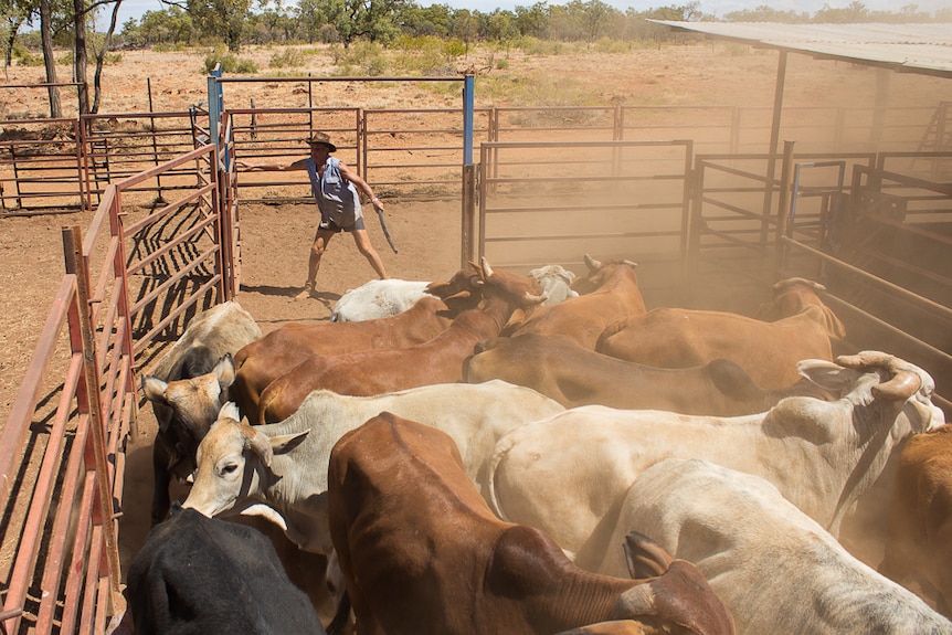 A man closing a steel gate on a mob of cattle in the yards.