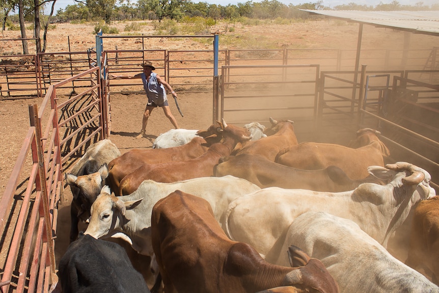 John Luther closes a gate in his new cattleyards