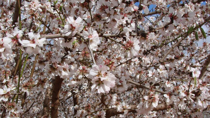 Almond blossom on Neale Bennett's property at Merbein