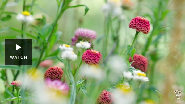 Pink and light-pink flowers growing in a garden. Has Video.