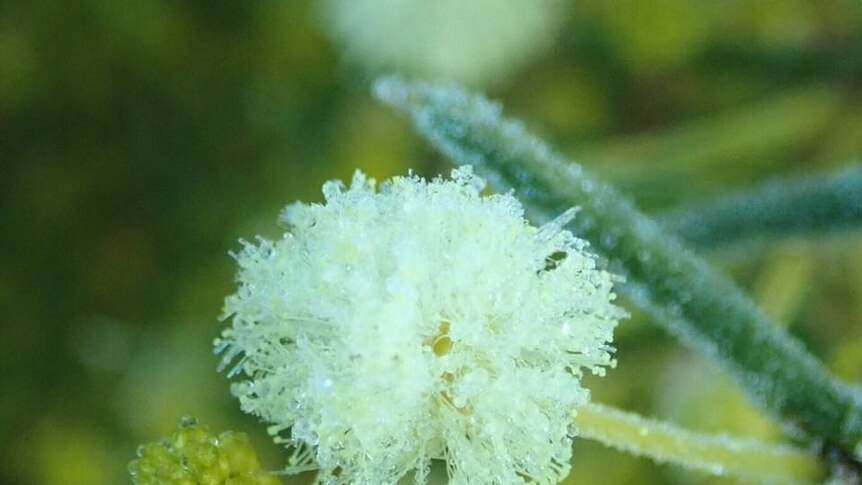 A wattle covered in frost in Belconnen, Canberra