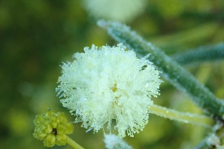 A wattle covered in frost in Belconnen, Canberra