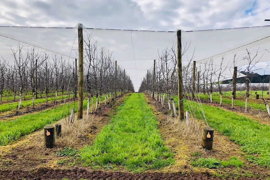 An apple and pear orchard