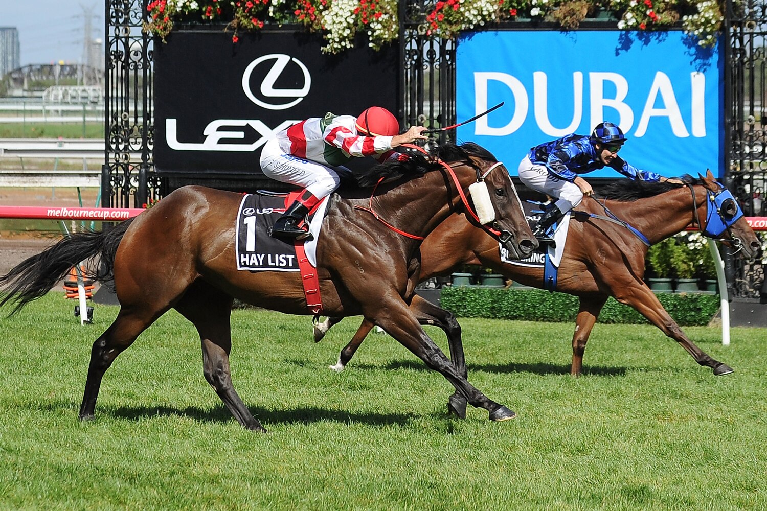 Popular sprinter Hay List euthanased after battle with hoof disease ...