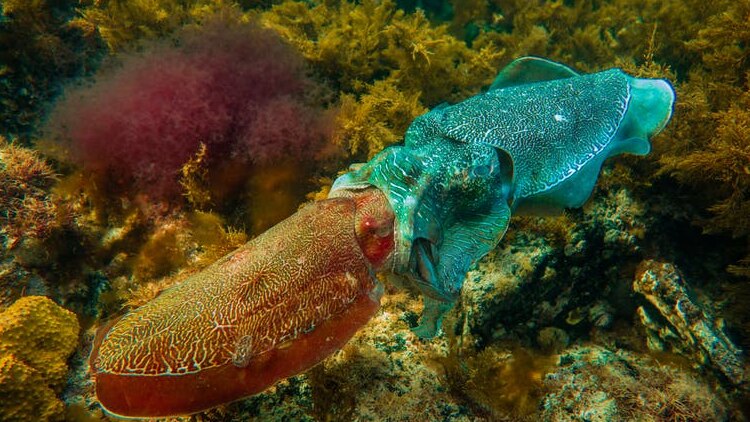 Giant Australian cuttlefish in an intimate embrace.