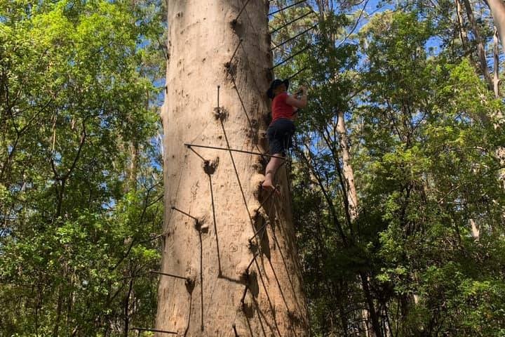 A woman in a red shirt climbing up pegs in the side of a tall karri tree