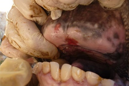 A mouth blister on an animal with foot-and-mouth disease