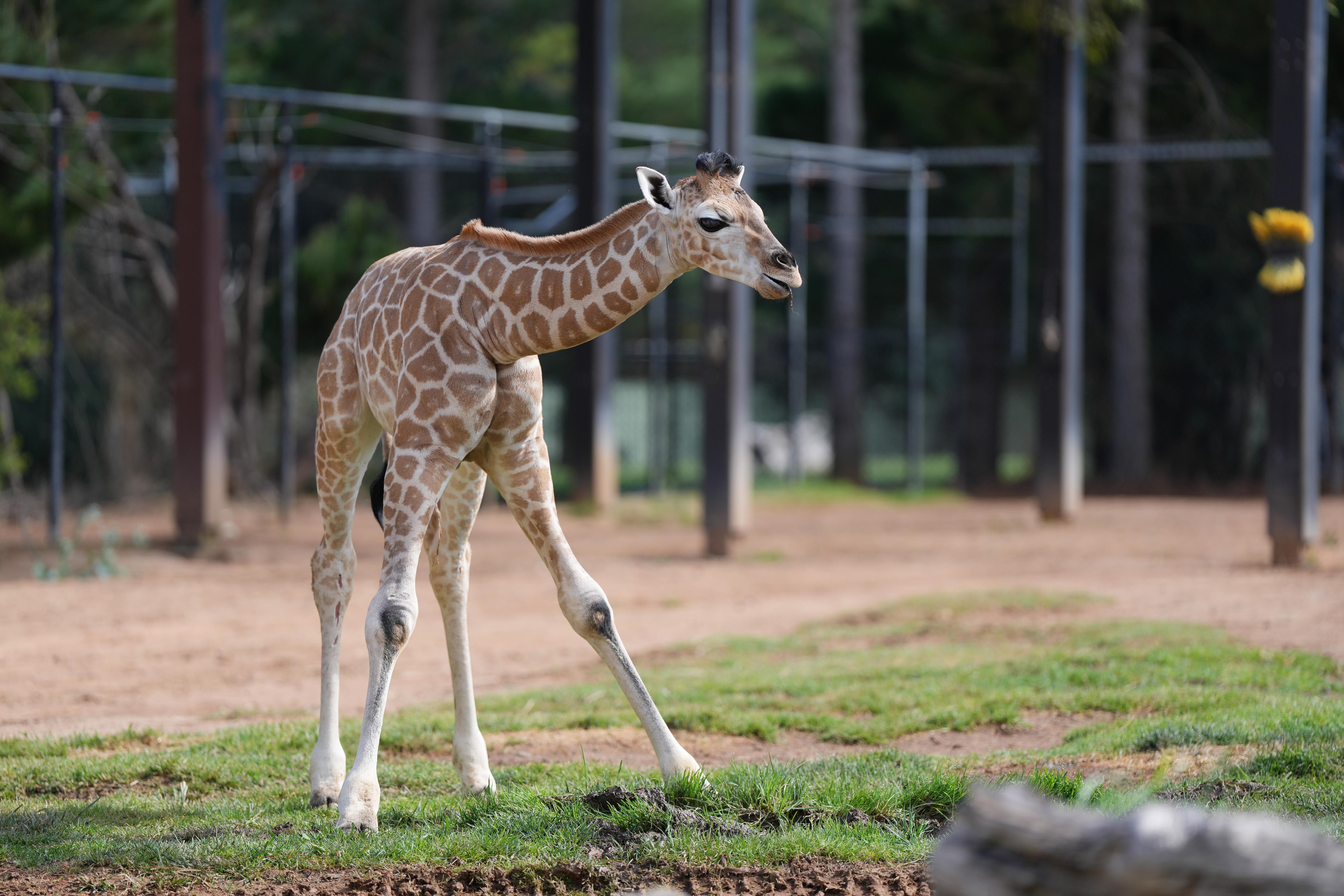 A baby giraffe appears unsteady on its feet.