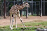 A baby giraffe appears unsteady on its feet.