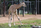 A baby giraffe appears unsteady on its feet.