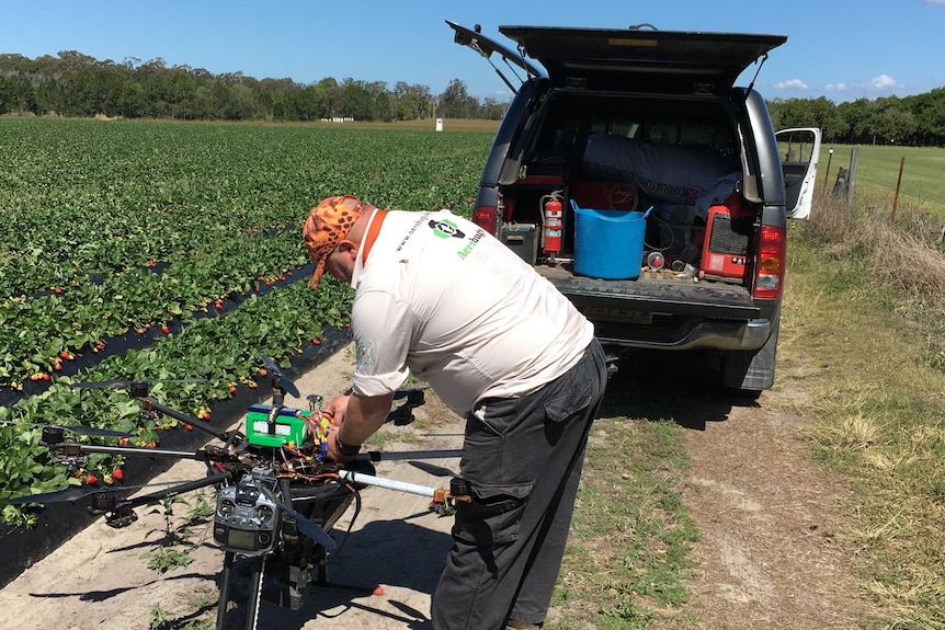 A man leans over a drone, preparing to send it up over a strawberry field.