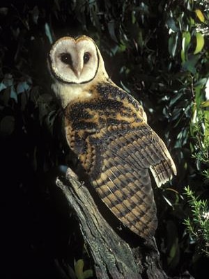 A Tasmanian masked owl sits on a tree stump.