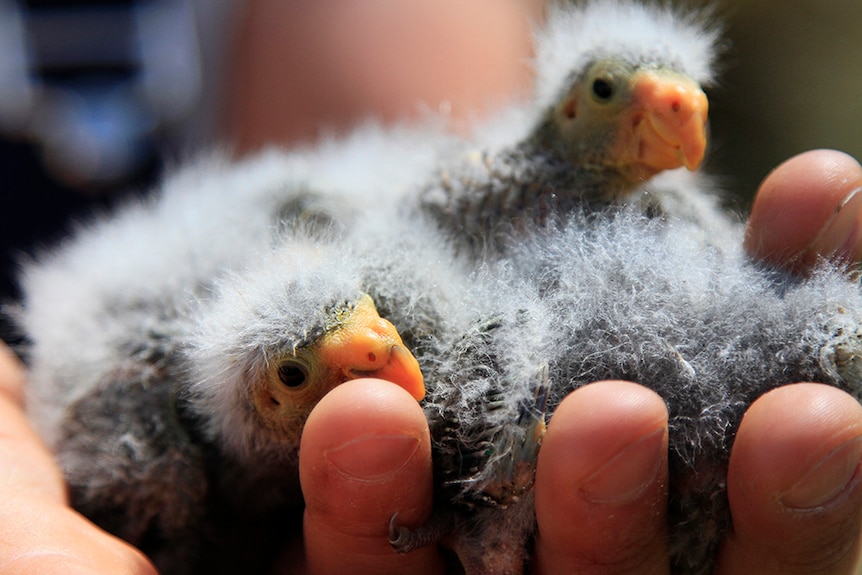 Swift parrot chicks