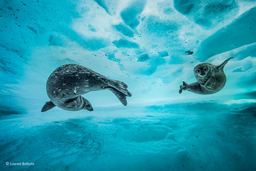 A mother and seal pup explore the icy waters of Antarctica.