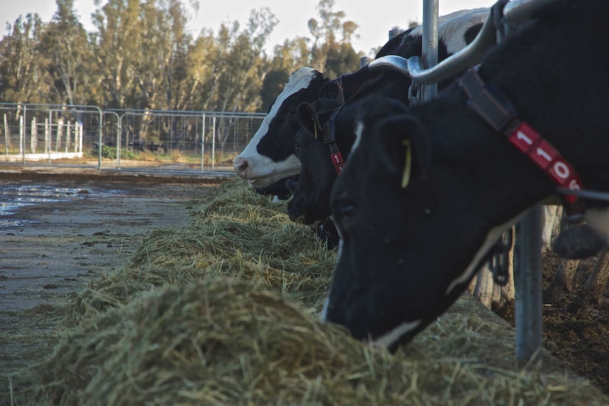 Cows eating silage at a farm