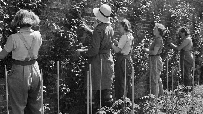 A square, black and white image shows a line of women pruning vines growing up a brick wall.