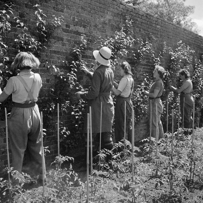 A square, black and white image shows a line of women pruning vines growing up a brick wall.