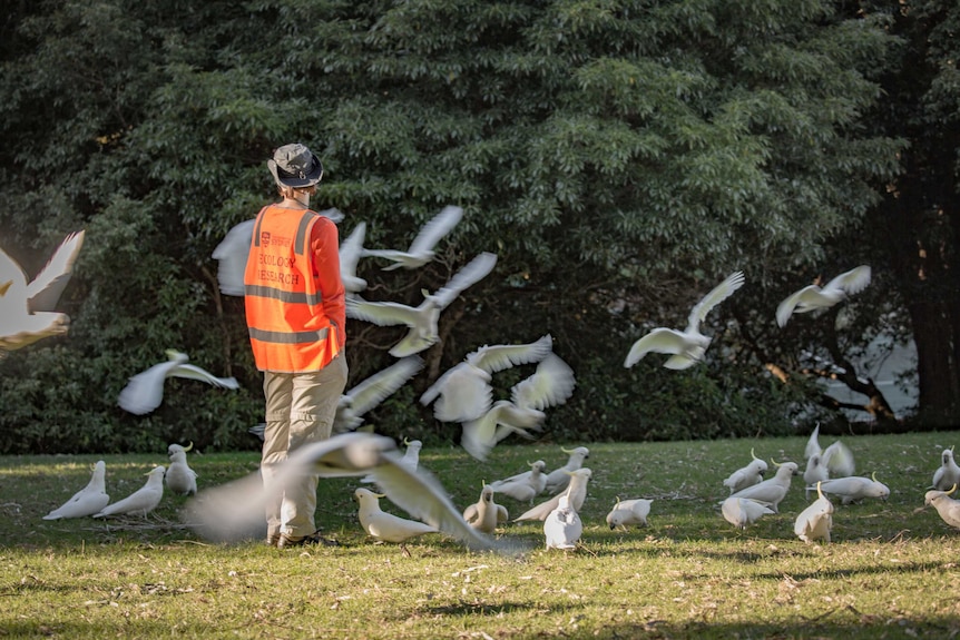 Scientist Barbara Klump standing on some grass while cockatoos fly around her