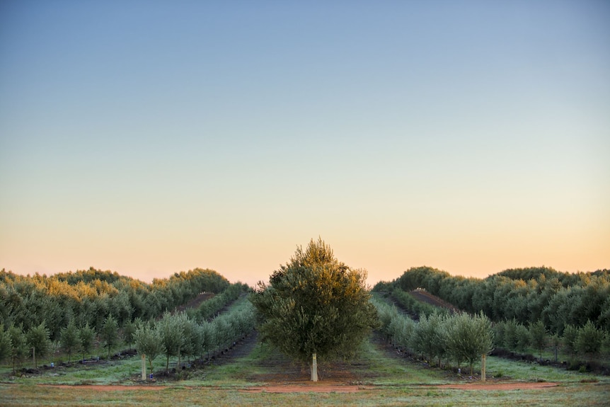 An olive grove taken at sunrise or sunset