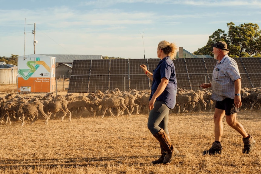 Two people walk across a golden farmyard surrounded by sheep.