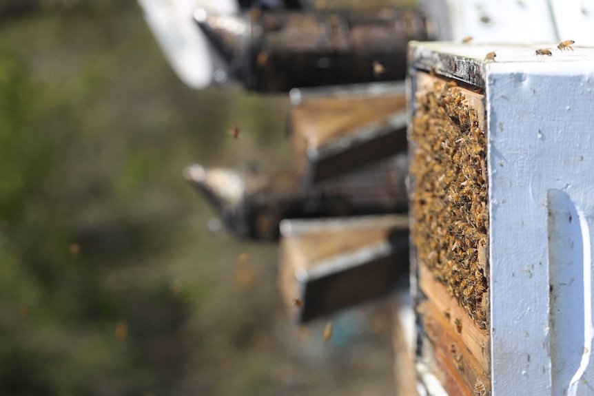 A close up photo of hives with thousands of bees flying around.
