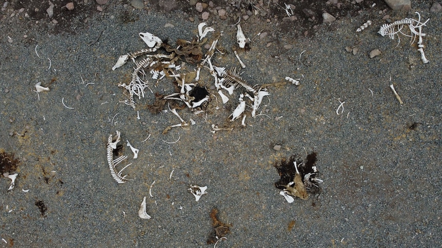 bones of dead fish and horses lay in dried up lake