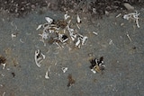 bones of dead fish and horses lay in dried up lake