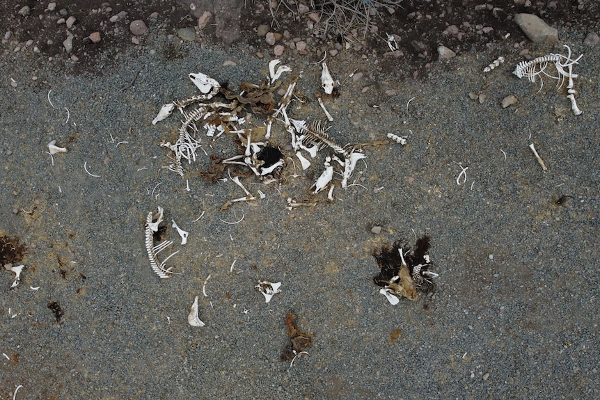 dead fish and horse bones lay in a dry lake