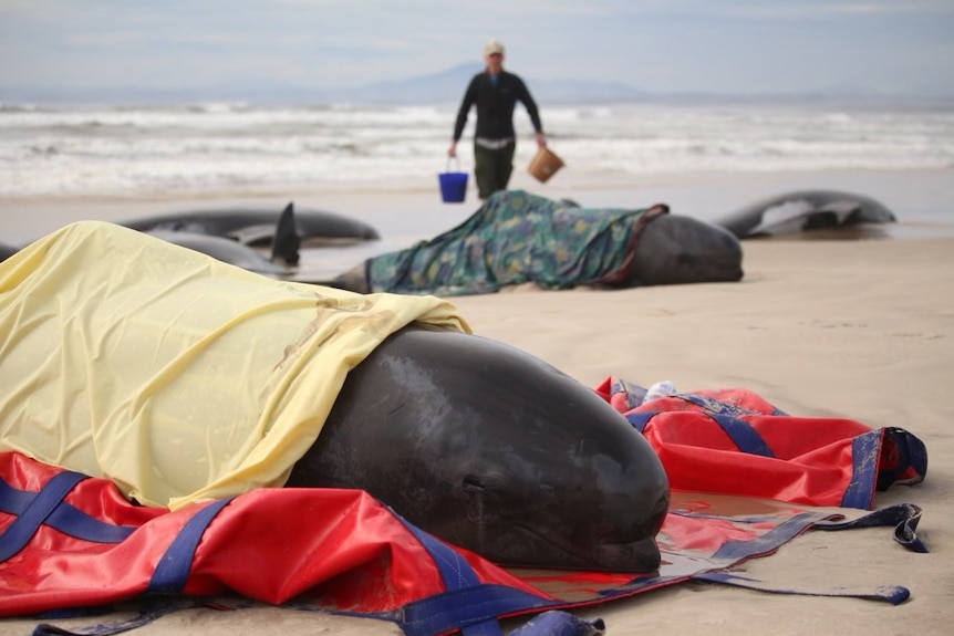 Pilot whales on a beach, human rescuer in background with buckets.