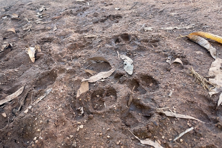 pig footprint in the mud 