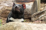 A healthy Tasmanian devil calmly looks out over a rock
