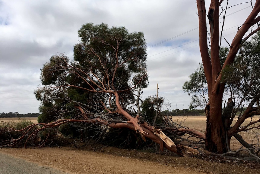 A tree on the side of the road with a big branch twisted off it, laying on the ground.