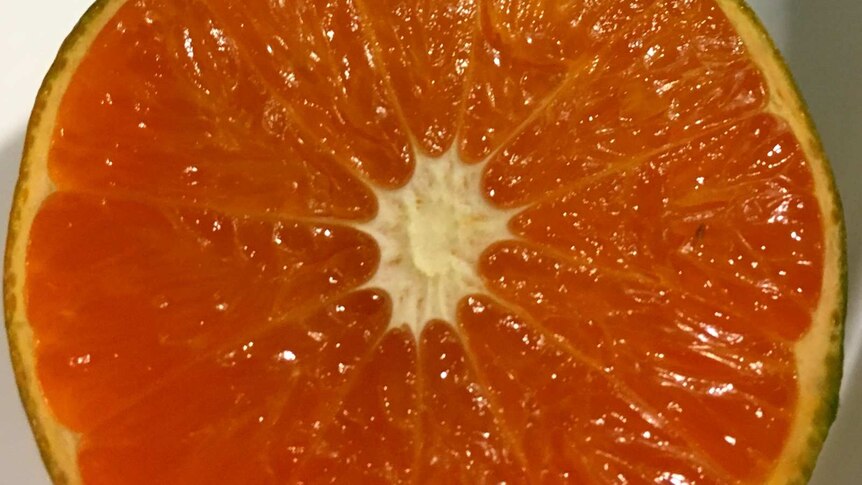 Trial orange cut.