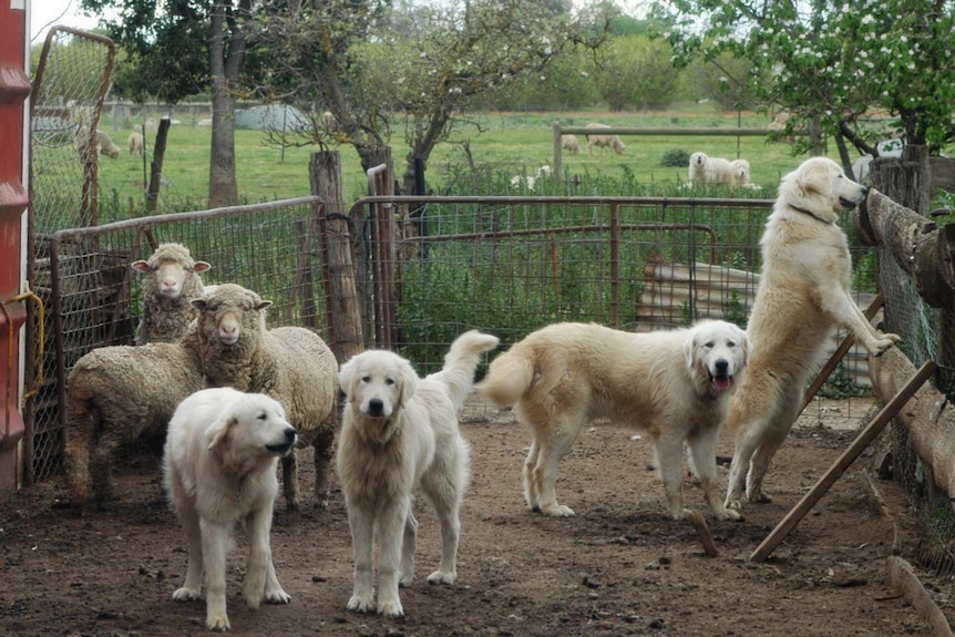 Maremma with sheep