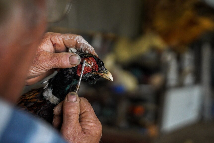 A man paints glue onto a pheasant's eye socket.