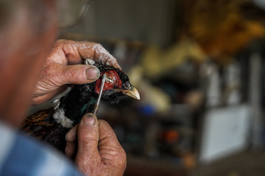 A man paints glue onto a pheasant's eye socket.