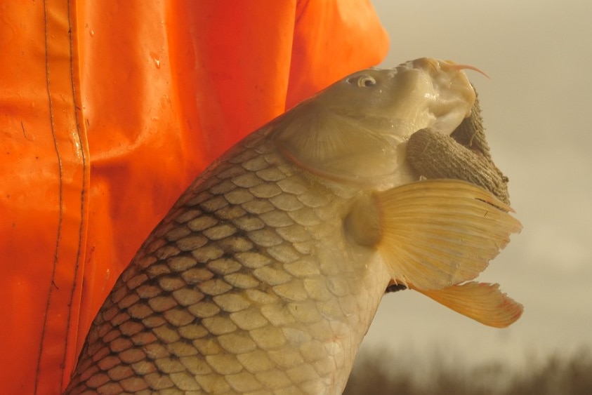 A close up of a carp being held by Glen Hill.