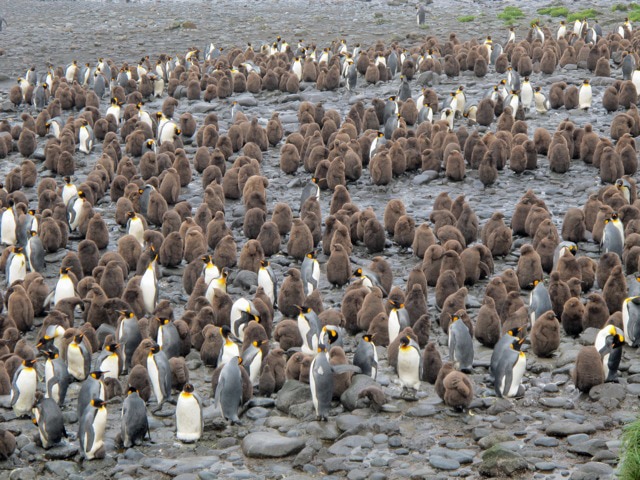 Нашествие кроликов в австралии