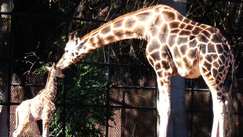 Baby giraffe at Perth Zoo