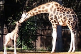 Baby giraffe at Perth Zoo