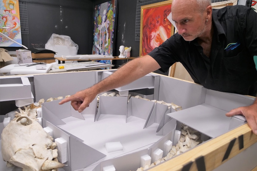 A man leans over pointing to a skeleton of an animal in a cardboard box.