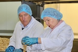 A man and woman in a factory wearing white coats and hair nets inspect a batch of muesli